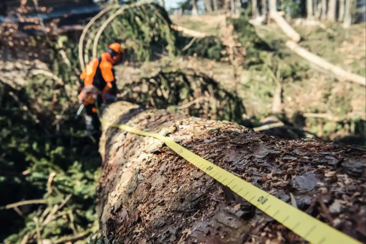  metrowka-miarka-do-znakowania-drzew