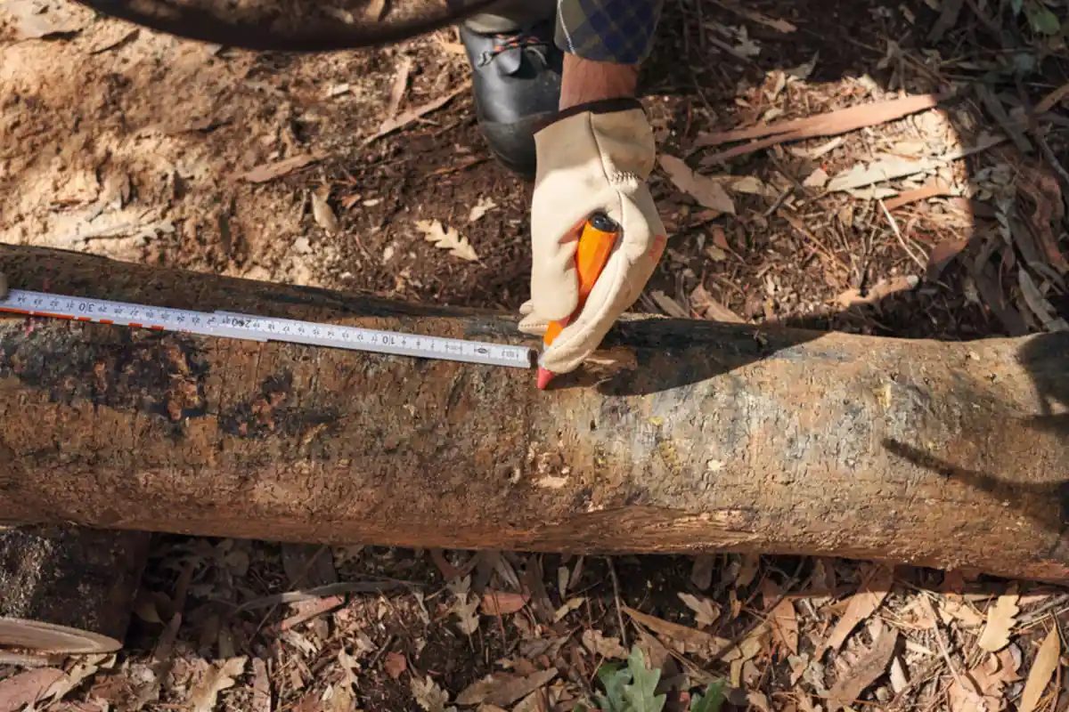  stihl-miarka-wymiary-drzew-znakowanie-bali